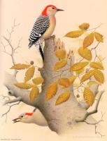 William Zimmerman - Red-bellied Woodpecker